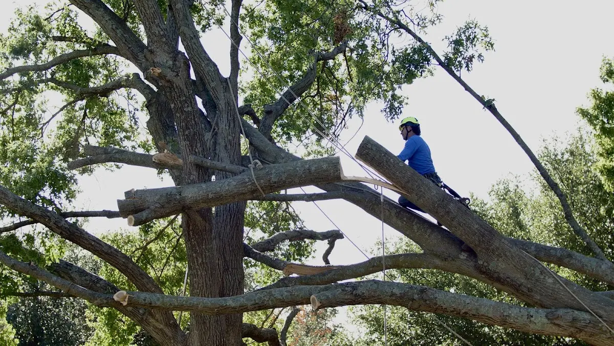 Professional Crown Thinning performed by certified arborists in Belleair Beach